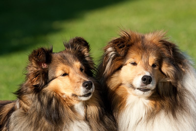 TCSheltiesD4022500066 Shetland Sheep DogsShelties Tim