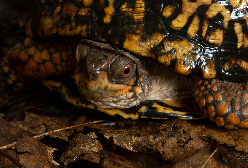 At Home - Eastern Box Turtle.jpg