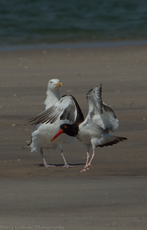 Back Off - Oyster Catcher and Herring Gull.jpg