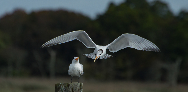 Battle for the Throne - Royal Terns.jpg
