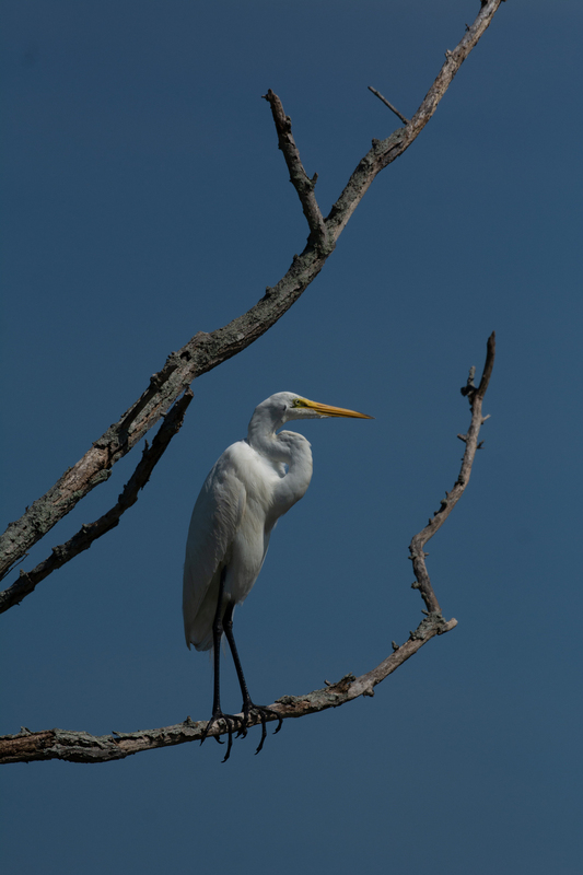 Branching Out - Egret.jpg