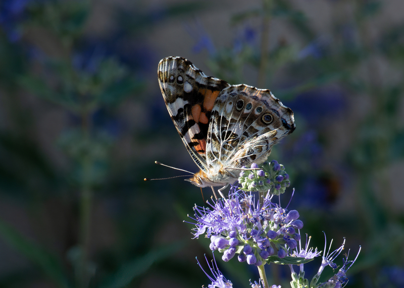 Butterfly on Buzzing Bush.jpg