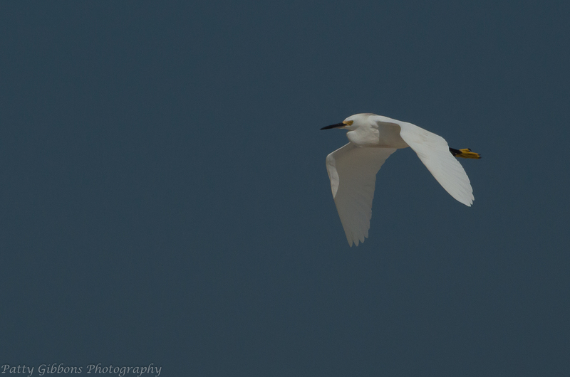 Clear Sailing - Snowy Egret.jpg