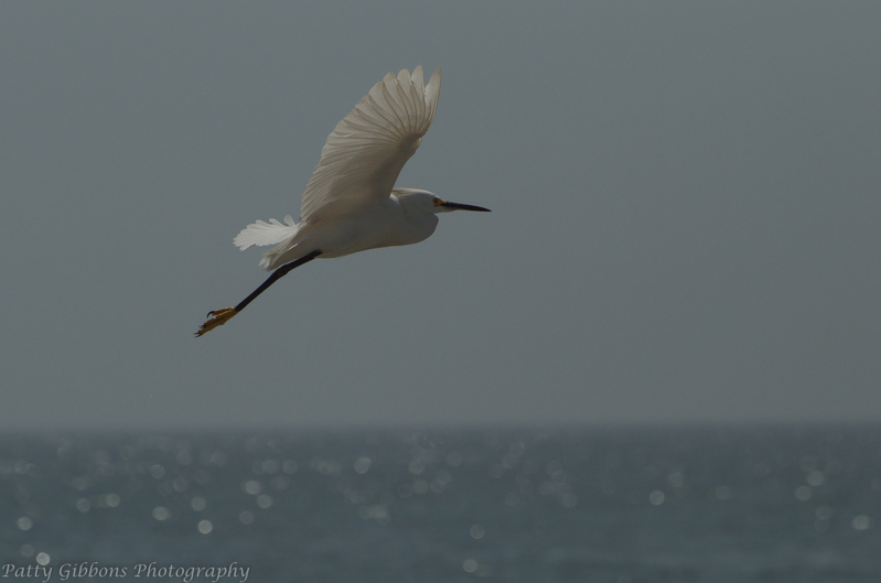 Coast Is Clear - Snowy Egret.jpg