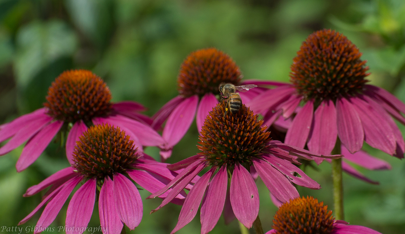 Collection - Honey Bee and Echinacea.jpg