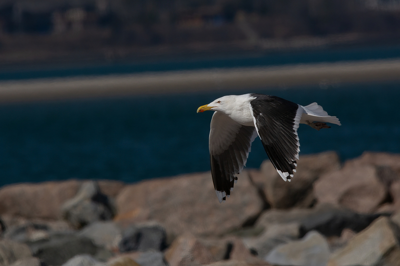 Cruising - Blackback Gull.jpg