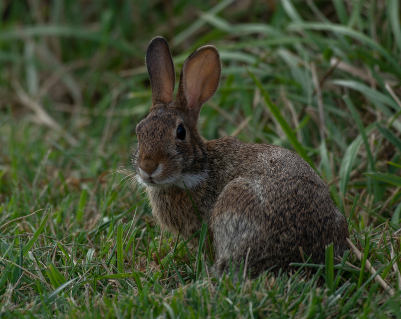 Down the Bunny Trail - Cottontail Rabbit.jpg