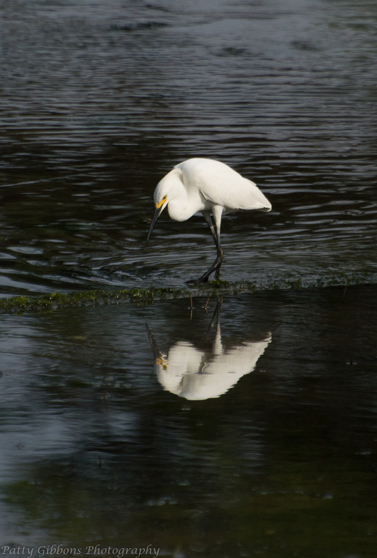 Fairest of Them All - Snowy Egret.jpg