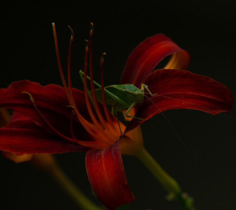 Flower Bed - Katydid.jpg