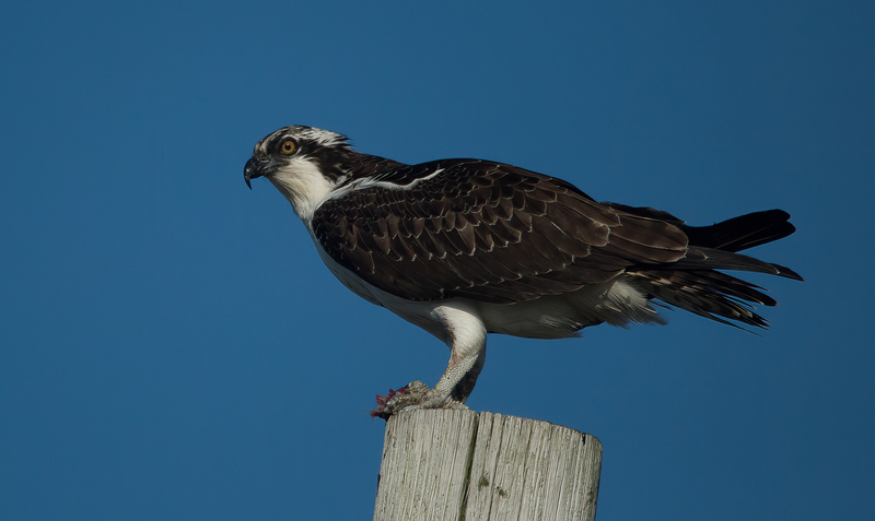 Fresh Catch - Osprey.jpg