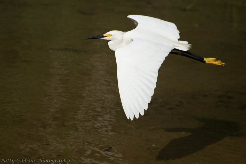 Golden Slippers - Snowy Egret.jpg