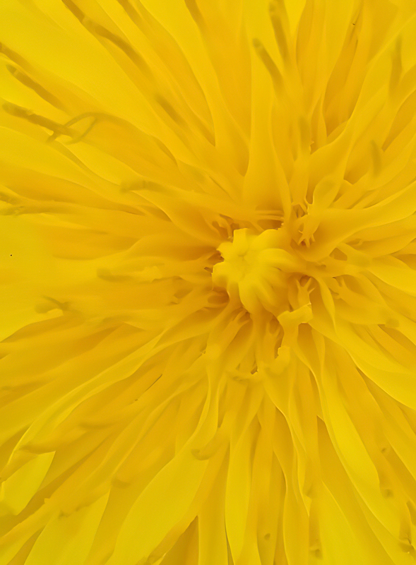 Heart and Hands - Dandelion.jpg