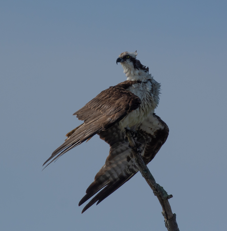 Hung Out to Dry - Osprey.jpg