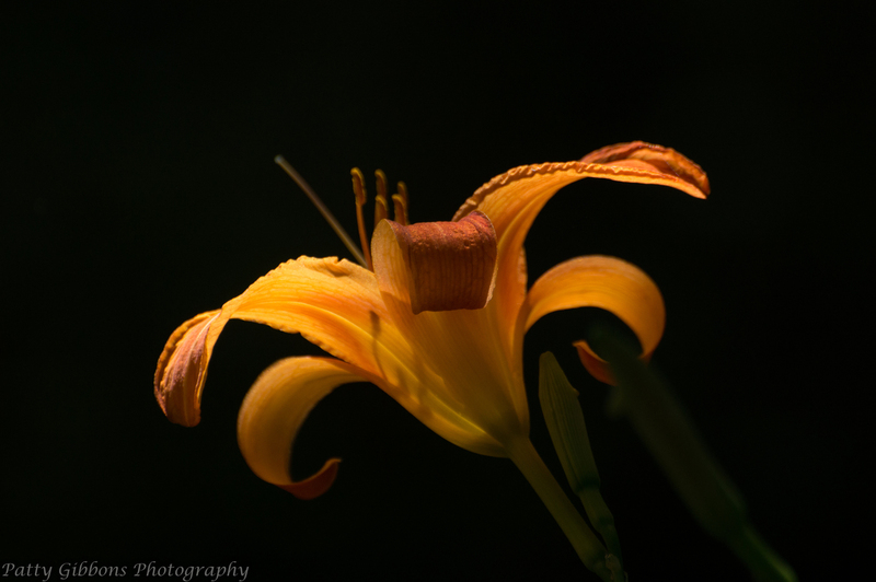 Inner Glow - Day Lily.jpg