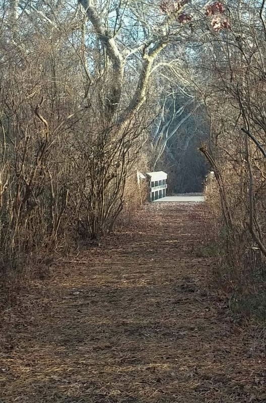 Into the Woods.jpg