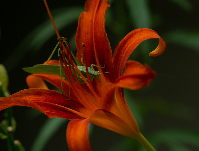 Katy Certainly Did - Katydid.jpg
