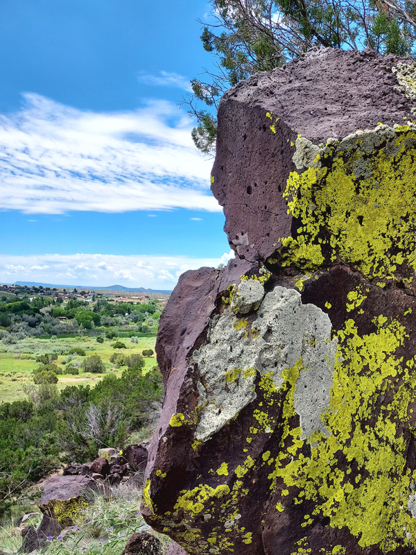 Lichen the View.jpg