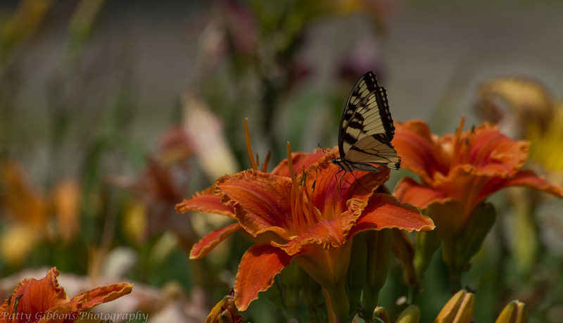 Lily Luncheon - Yellow Swallowtail Butterfly.jpg