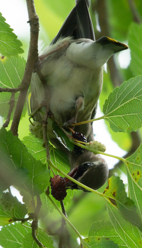 Mulberry Yoga - Cedar Waxwing.jpg