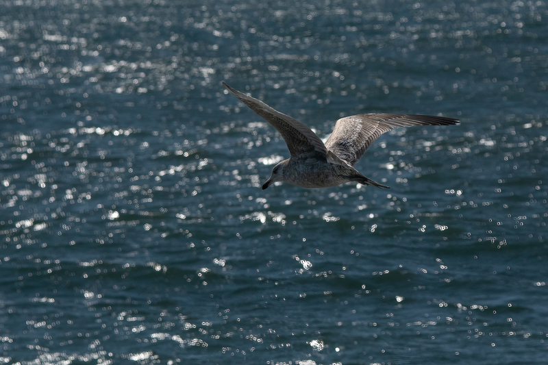 Open Waters - Immature Gull.jpg