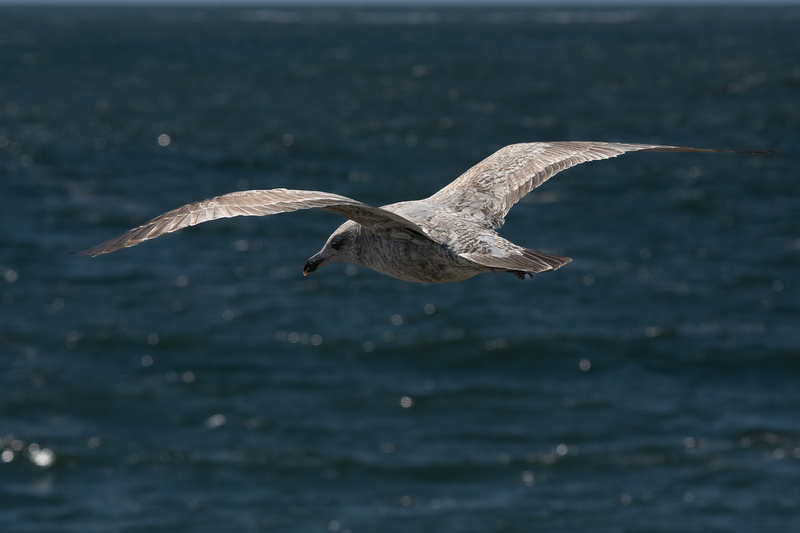 Over Open Waters - Immature Gull.jpg