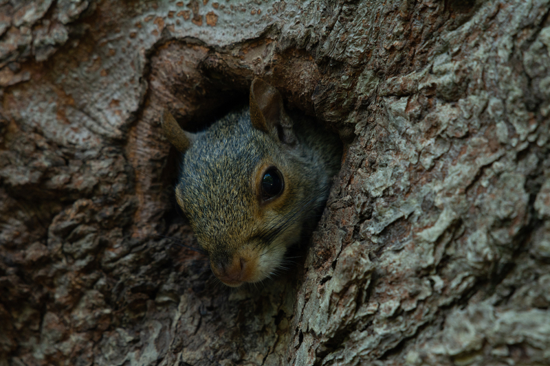 Peekaboo - Grey Squirrel.jpg