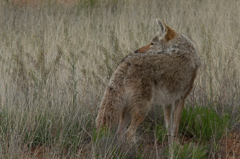 Reflecting - Coyote.jpg