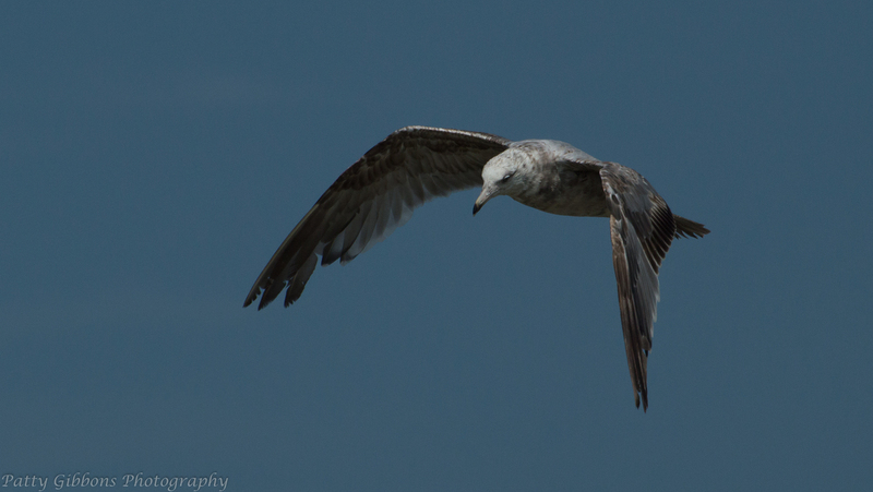 Scouting Out Lunch - Immature Herring Gull.jpg