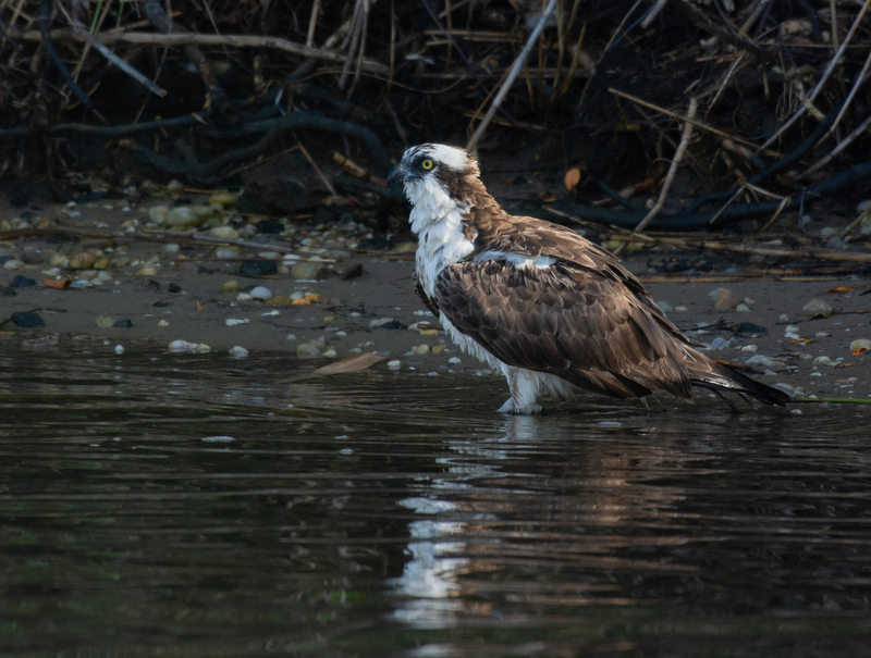 Soaking the Dogs - Osprey.jpg