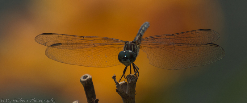 Stained Glass Wings - Dragonfly.jpg