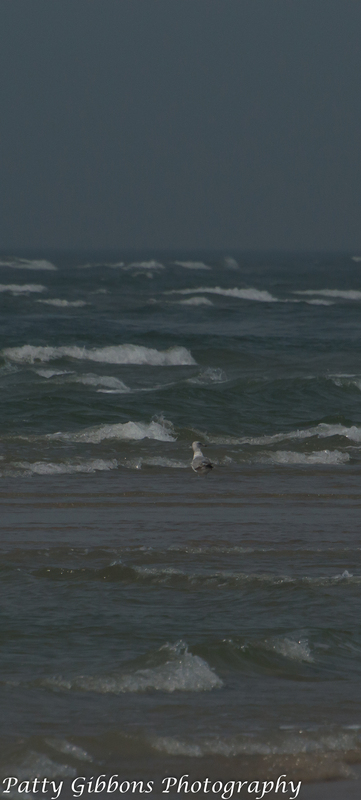 Surfs Up - Herring Gull.jpg
