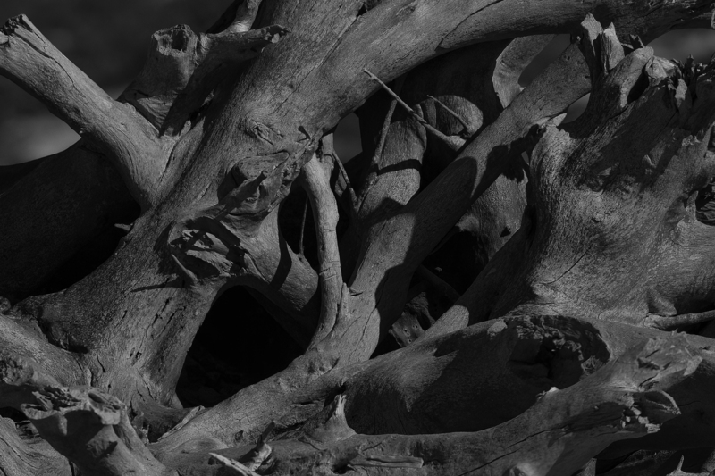 Tangled Timber - Black and White-.jpg