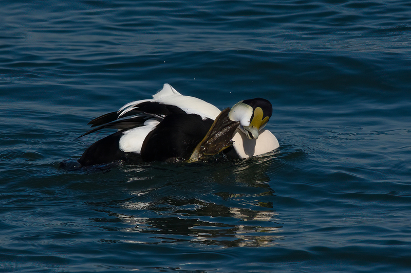 Thats the Spot - King Eider.jpg