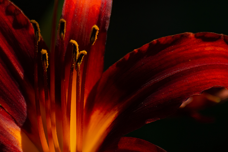 The Light Within - Day Lily.jpg