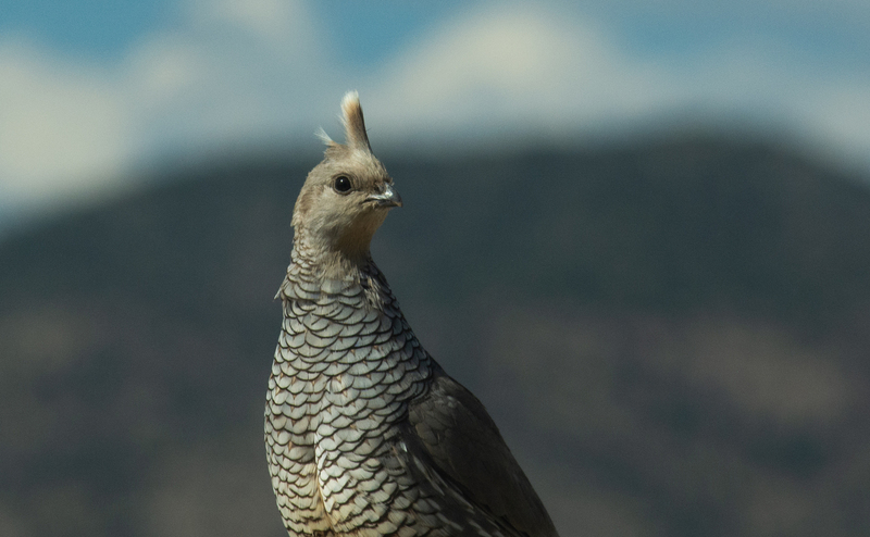 The Sentinel - Scaled Quail.jpg