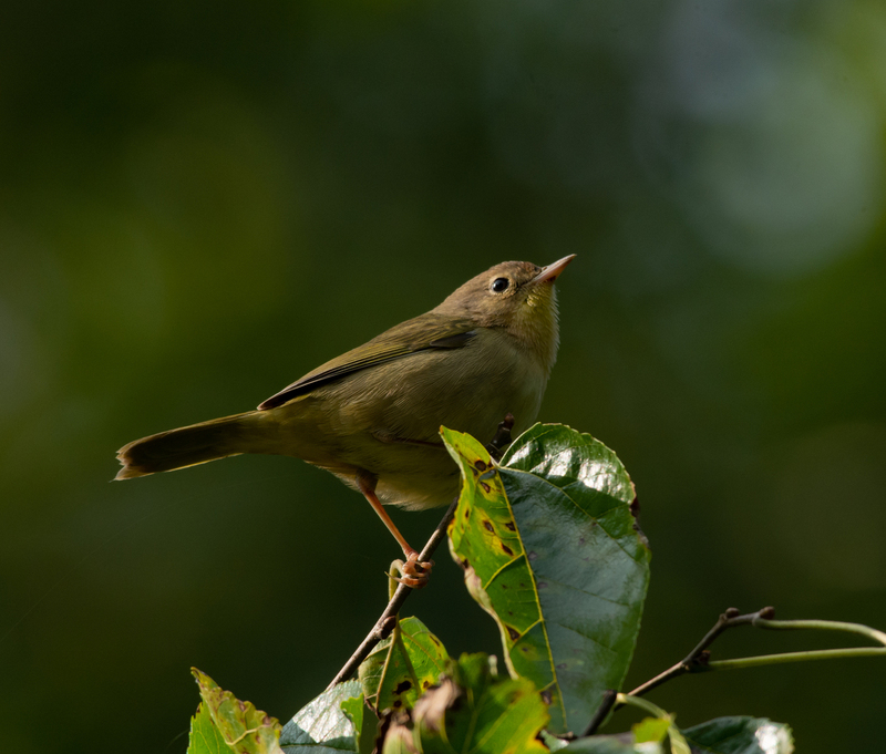 Top of the World - Yellow-throated Warbler.jpg