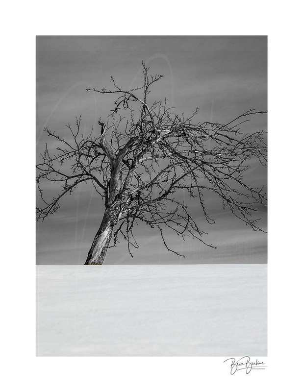 _A077939-This Old Apple Tree-Southampton NS.jpg