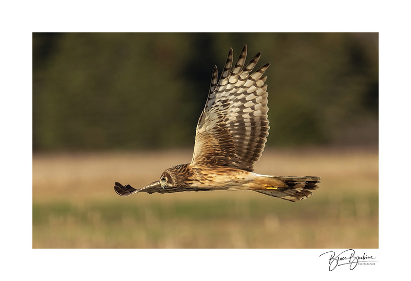 _BBL1704-Fly By-Northern Harrier-Athol NS.jpg