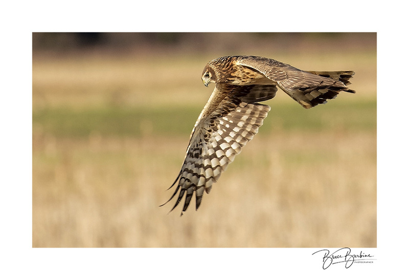 _BBL1705-Fly By (2)-Northern Harrier-Athol NS.jpg