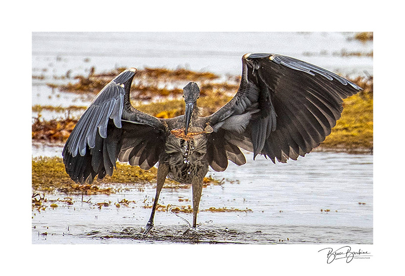 _BBL3122-Lunch-Spruce Haven NS.jpg