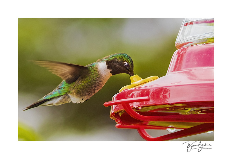 _BBL3924-Eye See You-Spruce Haven NS.jpg