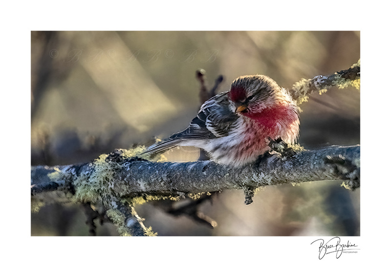 _BBL5884-Purple Finch-Southampton NS.jpg