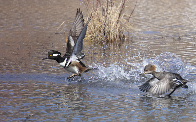 _DBB1002_Hooded Megerser.jpg