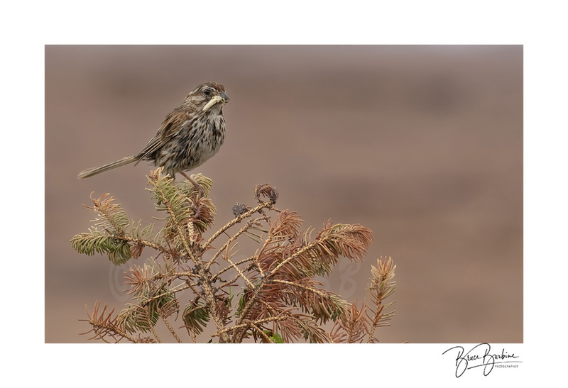 _DBB1003-Lunch Time-Spruce Heaven NS.jpg