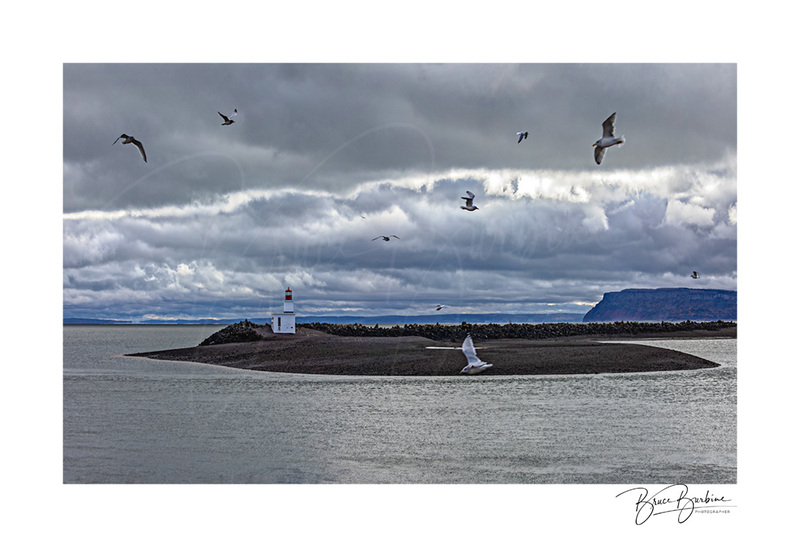 _DBB1007-Seagulls in Flight-Parrsboro NS(1).jpg