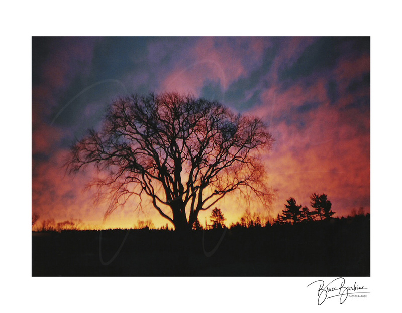 _DBB1014-Elm Tree Sunrise-Southampton NS.jpg