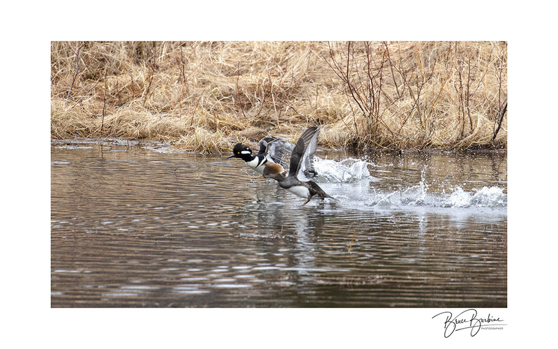 _DBB1024-Hooded Meganser-Southampton NS.jpg