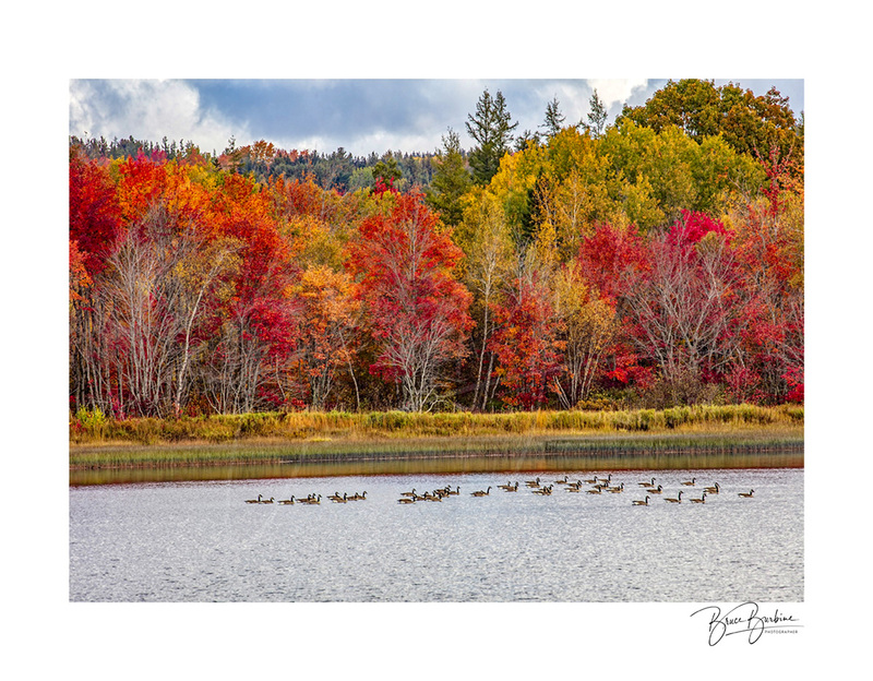 _DBB2495-Geese-Fall Colors Newville Lake NS.jpg