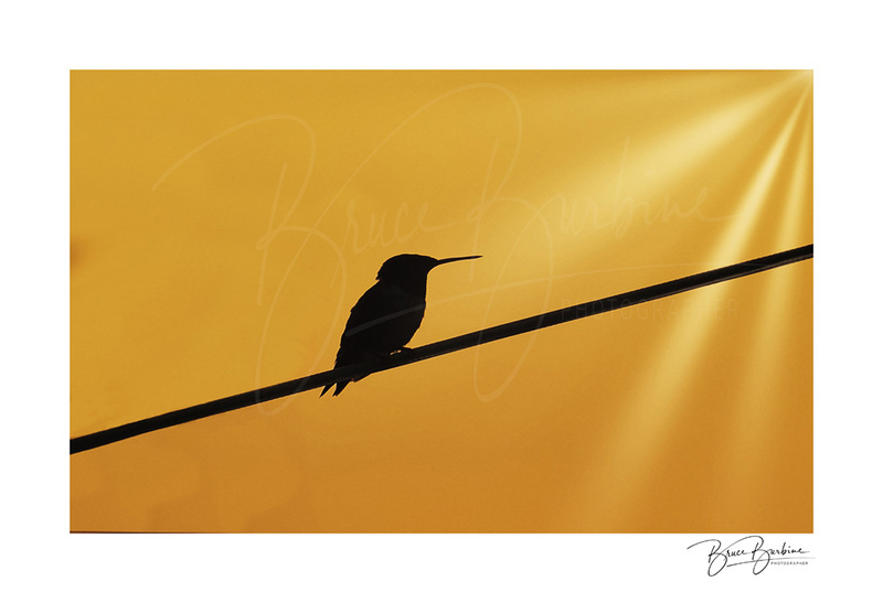 _DBB4434-Humming Bird Silhouette.jpg