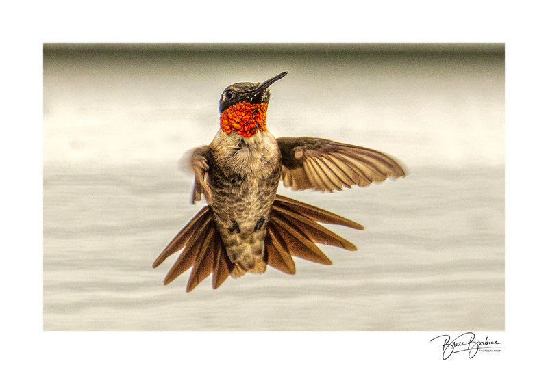 _DBB4573-Humming Bird-Spruce Haven NS.jpg
